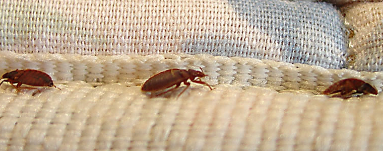 Bed Bug Control Castle Forbes Bay