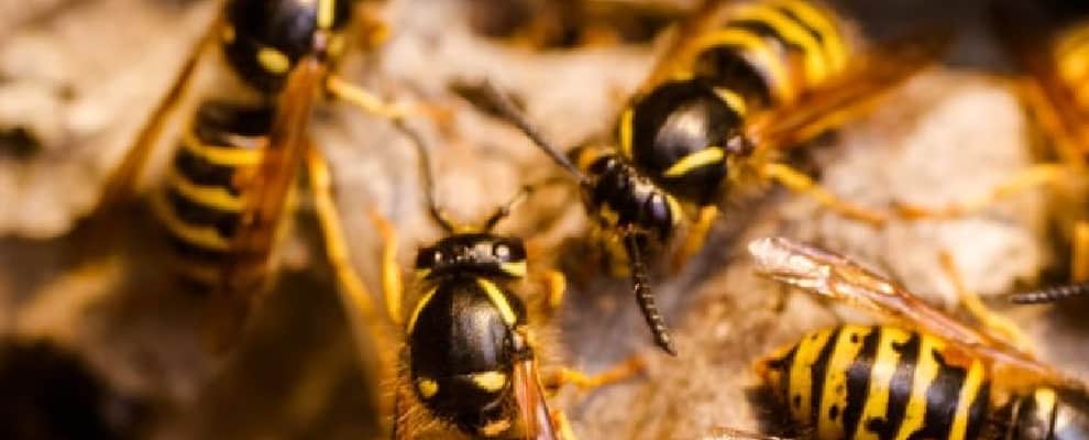 Bee Wasp Removal Thebarton