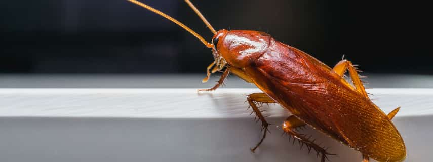 Cockroach Control Kingston