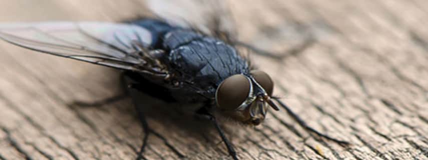 Flies Control Copping