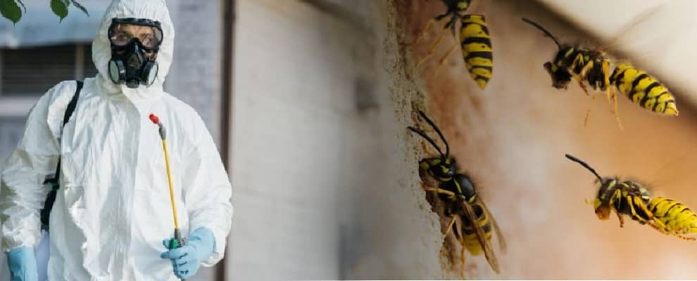 Pest Control Wasp Removal Blair Athol