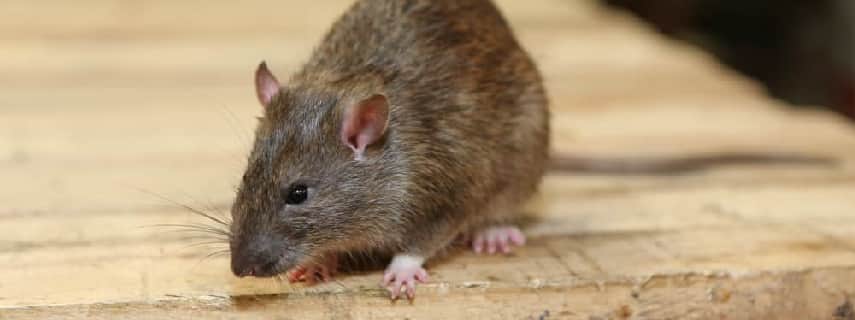 Rodent Control West Moonah