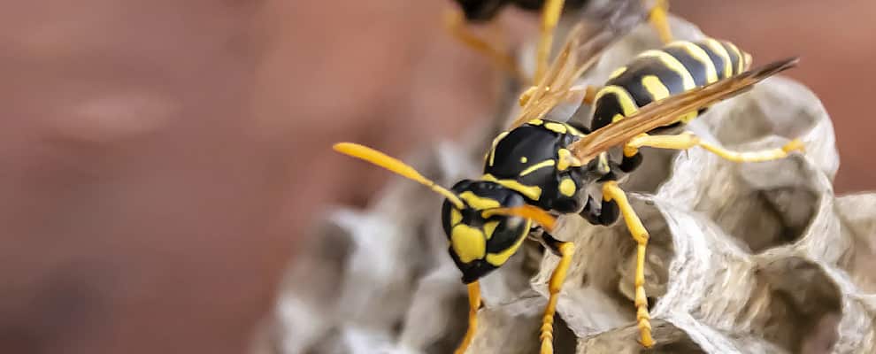 Wasp Eradication Mount Pleasant