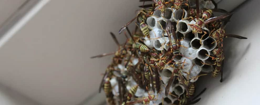 Wasp Nest Removal Brunswick Lower
