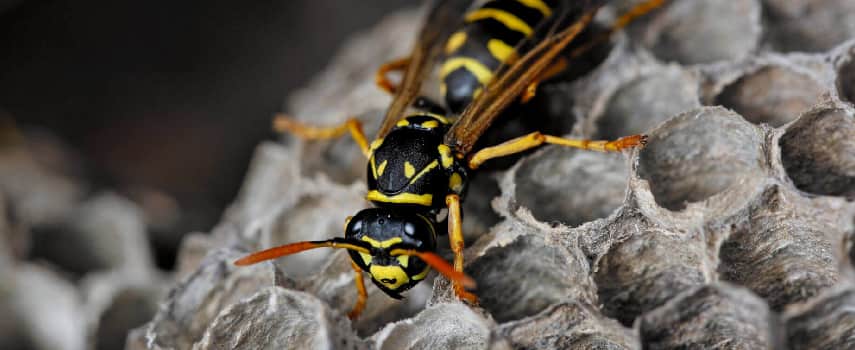 Wasp Control Canberra
