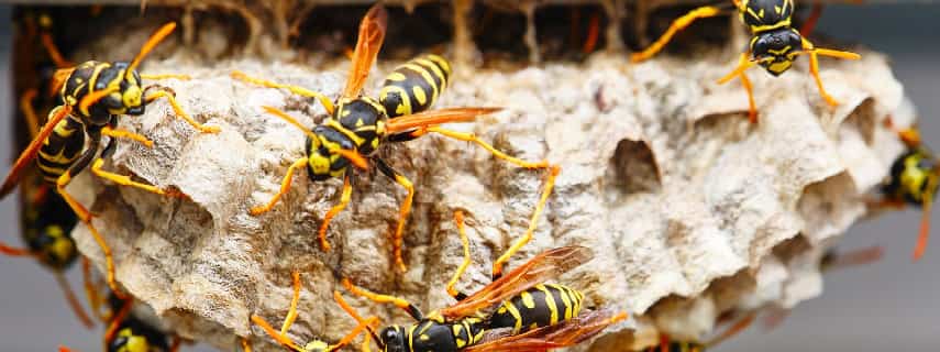 Wasp Removal West Moonah