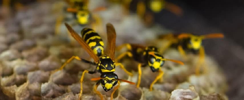 Wasp Removal In Sandgate