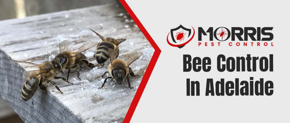 Bee Control Service In Adelaide