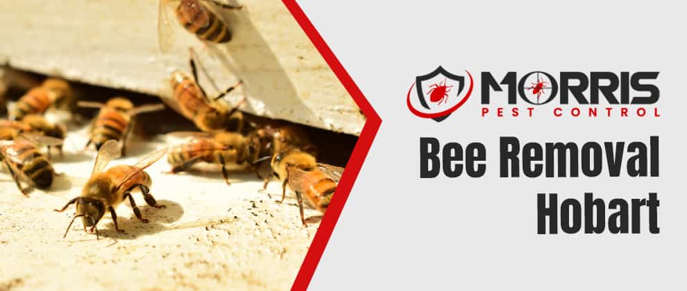 Bee Removal In Hobart