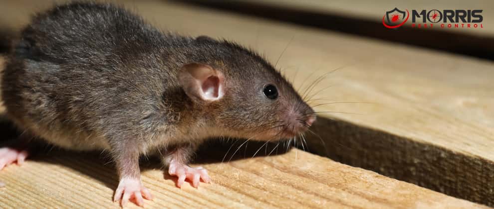 Best Rodent Removal Canberra 