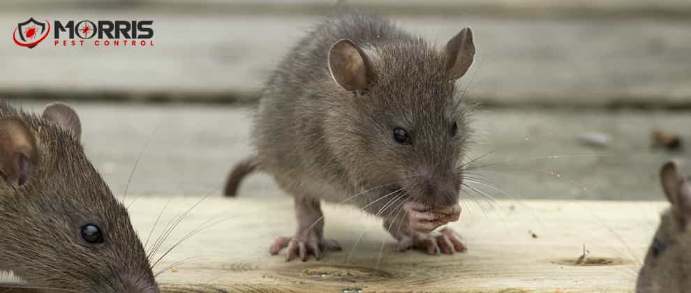 Best Rodent Pest Removal Perth 