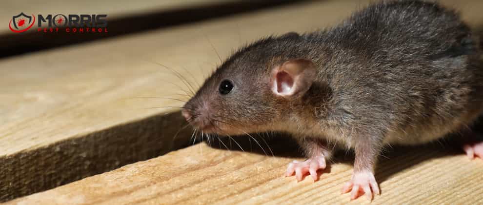 Best Rodent Removal Sydney 