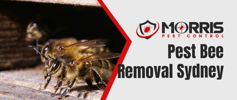 Pest Bee Removal In Sydney