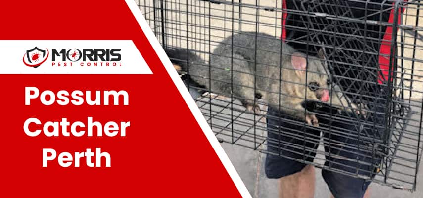 Possum Removal Service In Perth