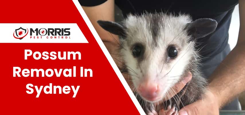Possum Removal In Rosebery