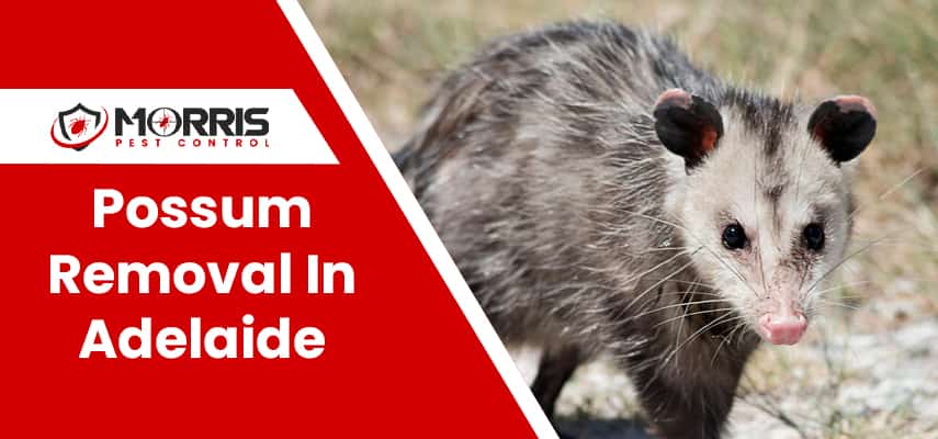 Possum Removal Service In Adelaide