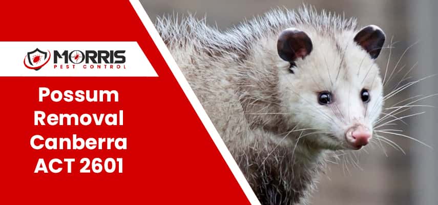  Possum Removal Service In Canberra ACT 2601