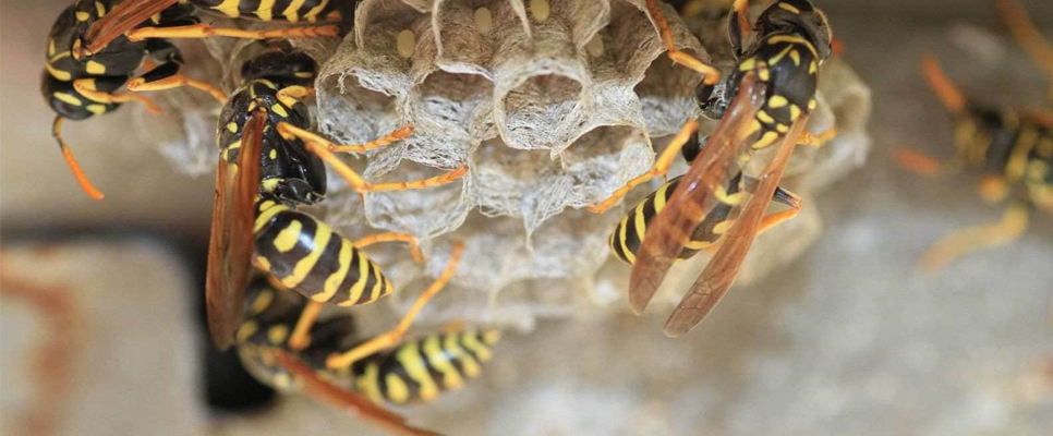 Best Wasp Removal Service