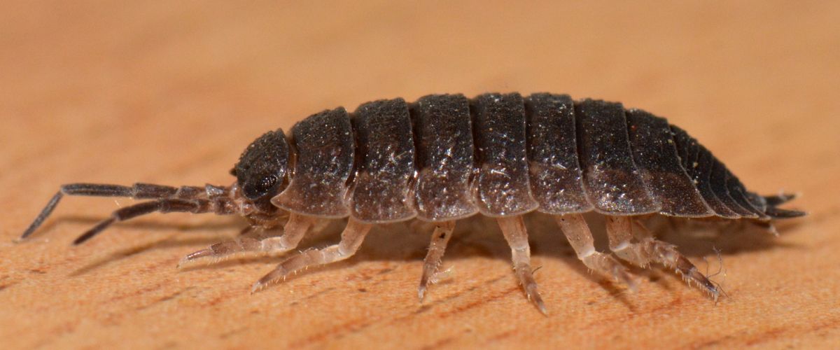 Bed Bugs Control