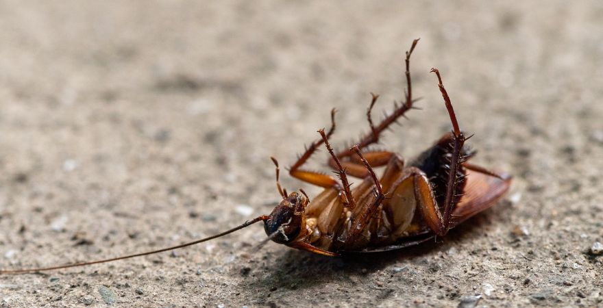 Cockroach Control Experts