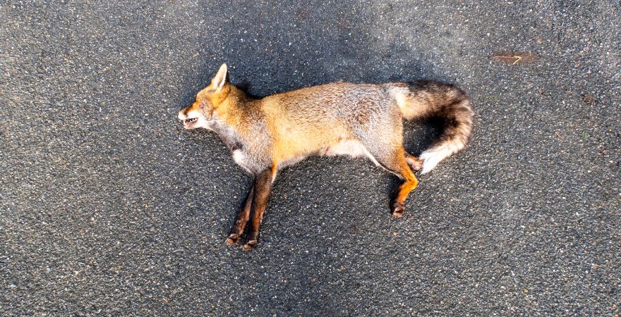 Dead Animal Removal Experts