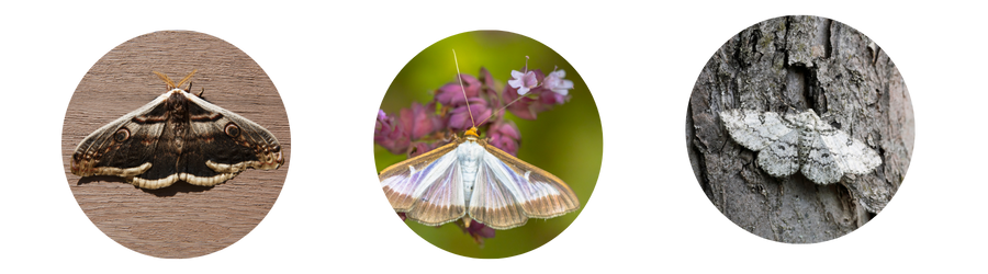Moth Control