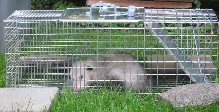 Possum Removal Services in Australia