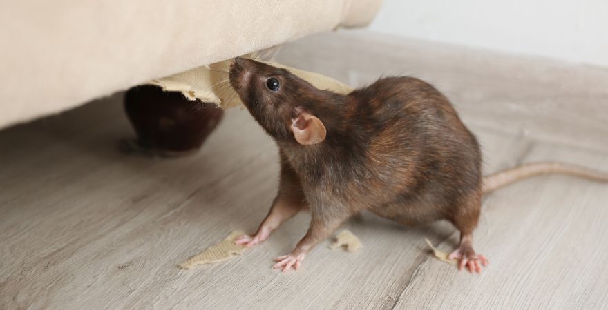 Trusted Rodent Control Experts