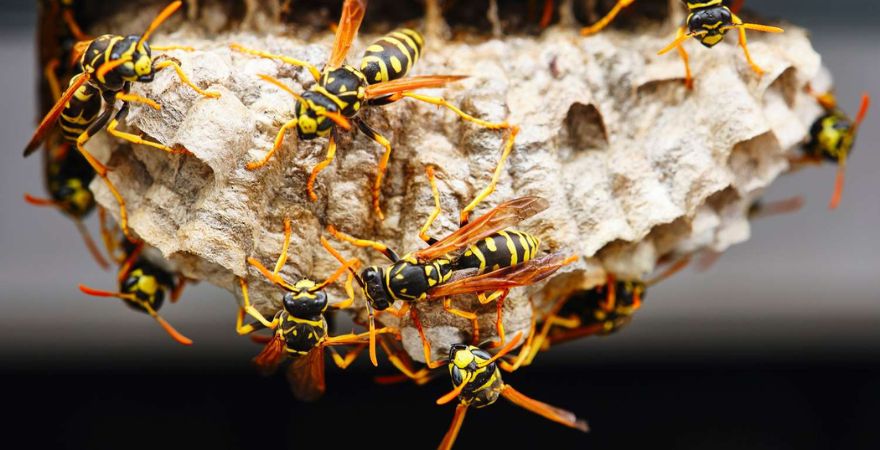 Wasp Removal Across Australia
